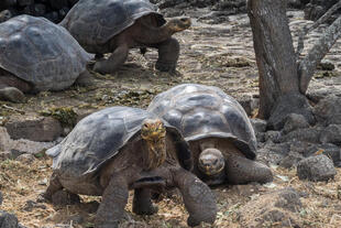 Riesenschildkröten