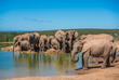 Addo Elephant Nationalpark