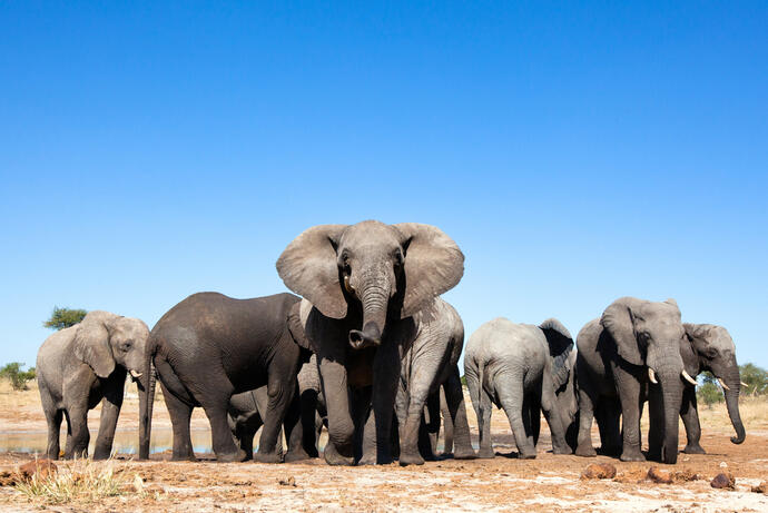 Elefanten im Chobe Nationalpark 