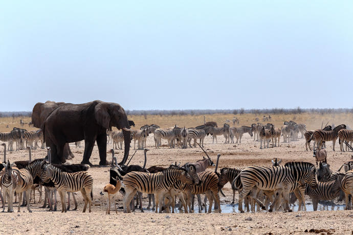 Tierwelt im Etosha Nationalpark 