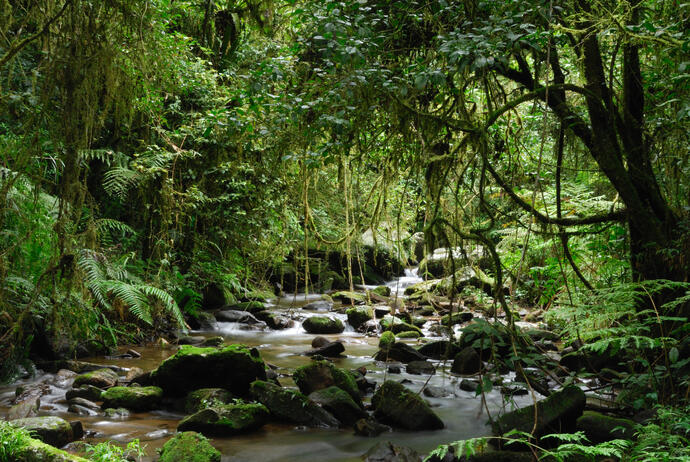 Bach im Regenwald des Ranomafana Nationalparks 