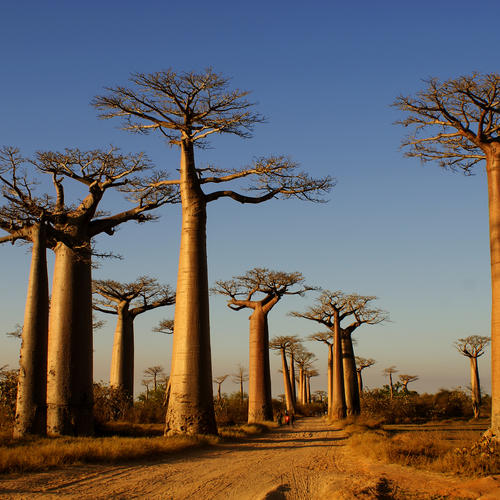 Baobab Allee 