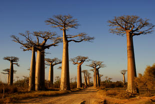Baobab Allee 