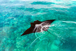Mantarochen am Manta Point