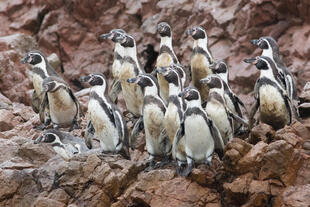 Pinguine 