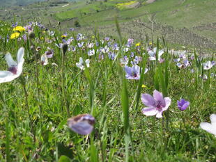 zypriotische Frühlingsblumen
