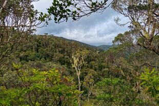 Andasibe Regenwald