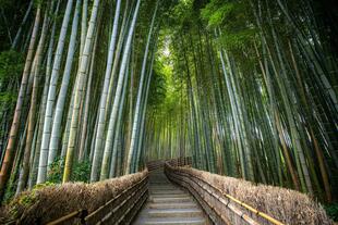 Arashiyama Bambuswald