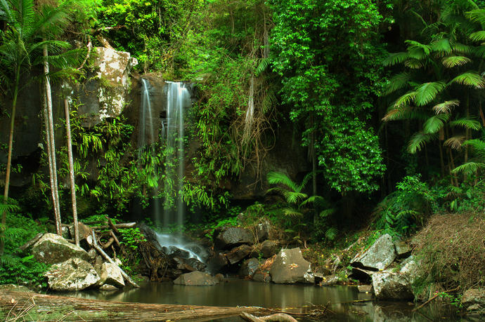 Tropischer Regenwald von Queensland 