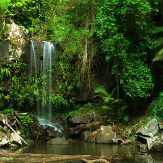Tropischer Regenwald von Queensland 