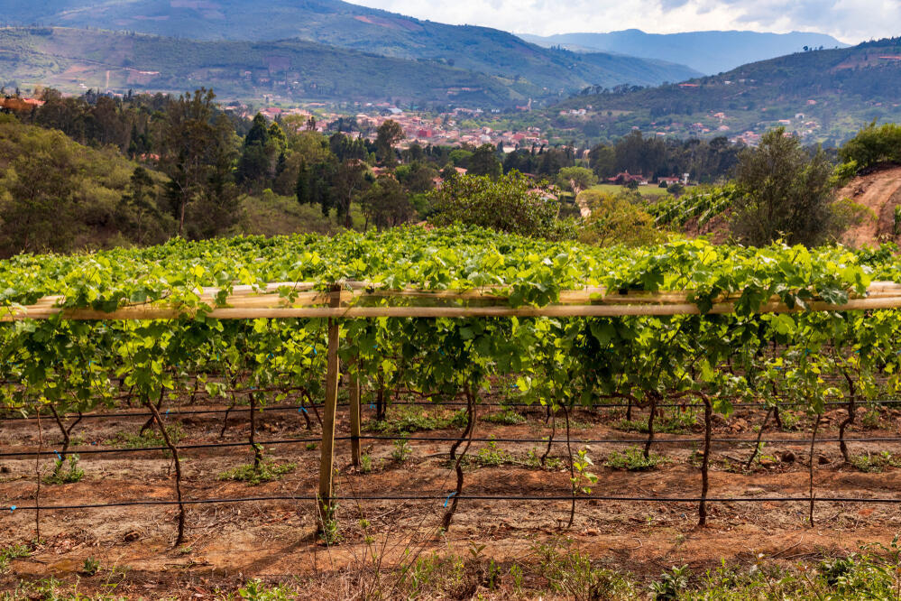 Weinreben in Samaipata