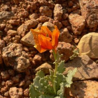 Blume