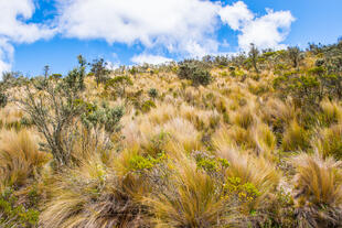 Landschaft im Cotopaxi Nationalpark