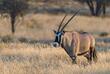 Oryx-Antilope
