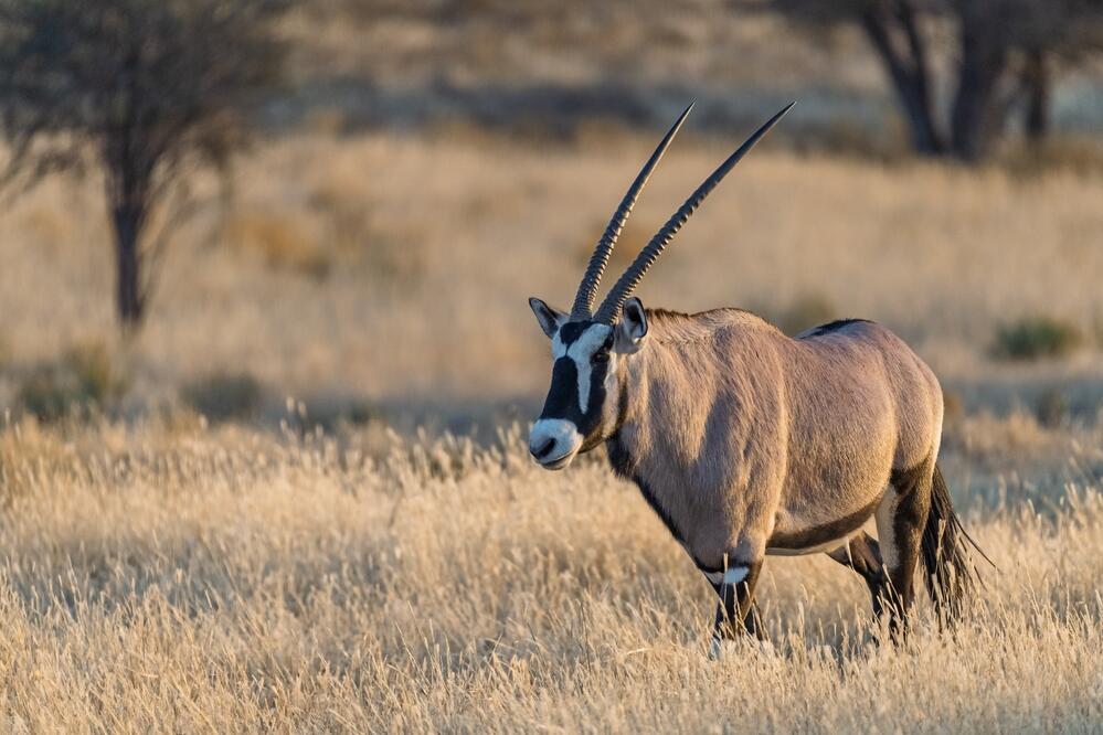 Oryx-Antilope