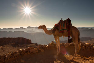 Kamel auf dem Sinai Gebirge