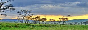 Sonnenuntergang im Serengeti Nationalpark