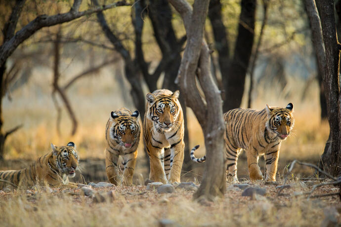 Tigerfamilie im Ranthambore-Nationalpark 
