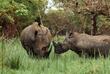 Ziwa Rhino Sanctuary