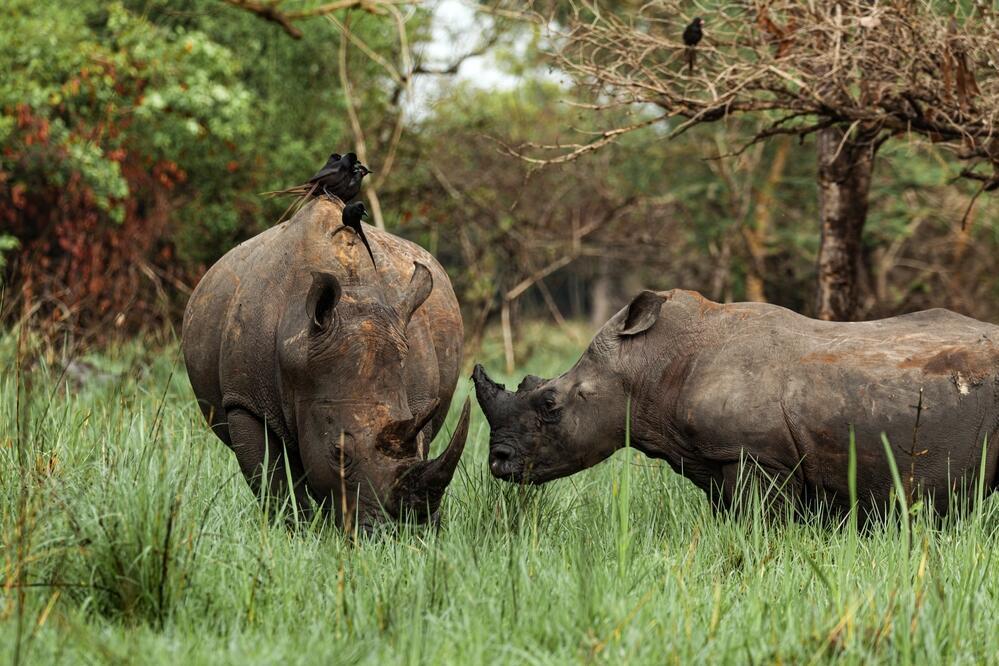 Ziwa Rhino Sanctuary 