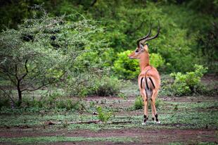 Antilope im Lake Manyara Nationalpark