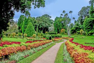 botanischer Garten von Peradeniya