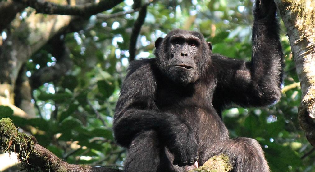 Schimpanse im Baum