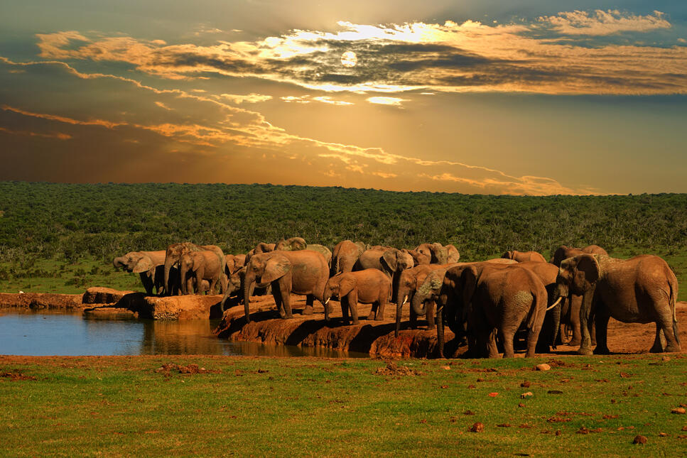Addo Elefantenpark