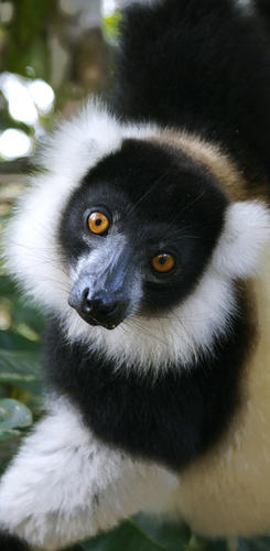 Lemur im Andasibe Nationalpark