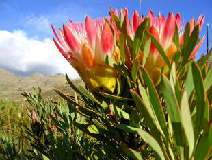 Protea - Die Wappenblume Südafrikas