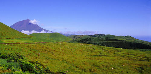 Typisch grüne Landschaft auf der Insel Pico