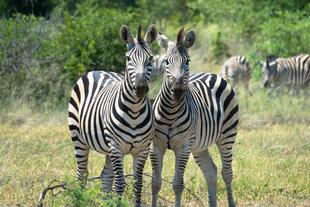 Zebras im Okavango-Delta