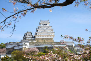 Burg Himeji im Frühling