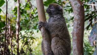 Lemur im Waldschutzgebiet Vakona 
