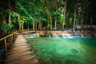 Regenwald in Laos