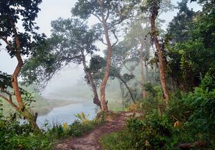 Dschungel im Chitwan Nationalpark