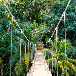 Dschungelseilbrücke im Regenwald