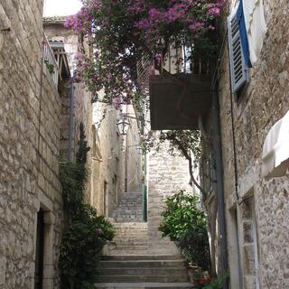 Lavendel in Hvar