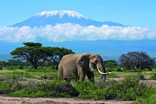 Elefant vor dem Kilimanjaro