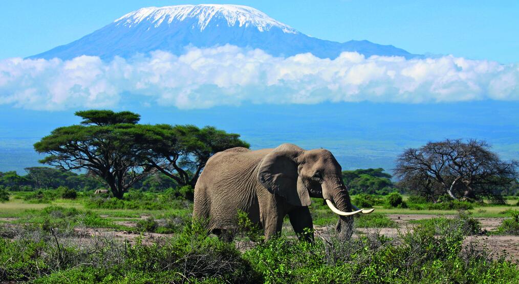 Elefant vor dem Kilimanjaro während einer Safari-Reise