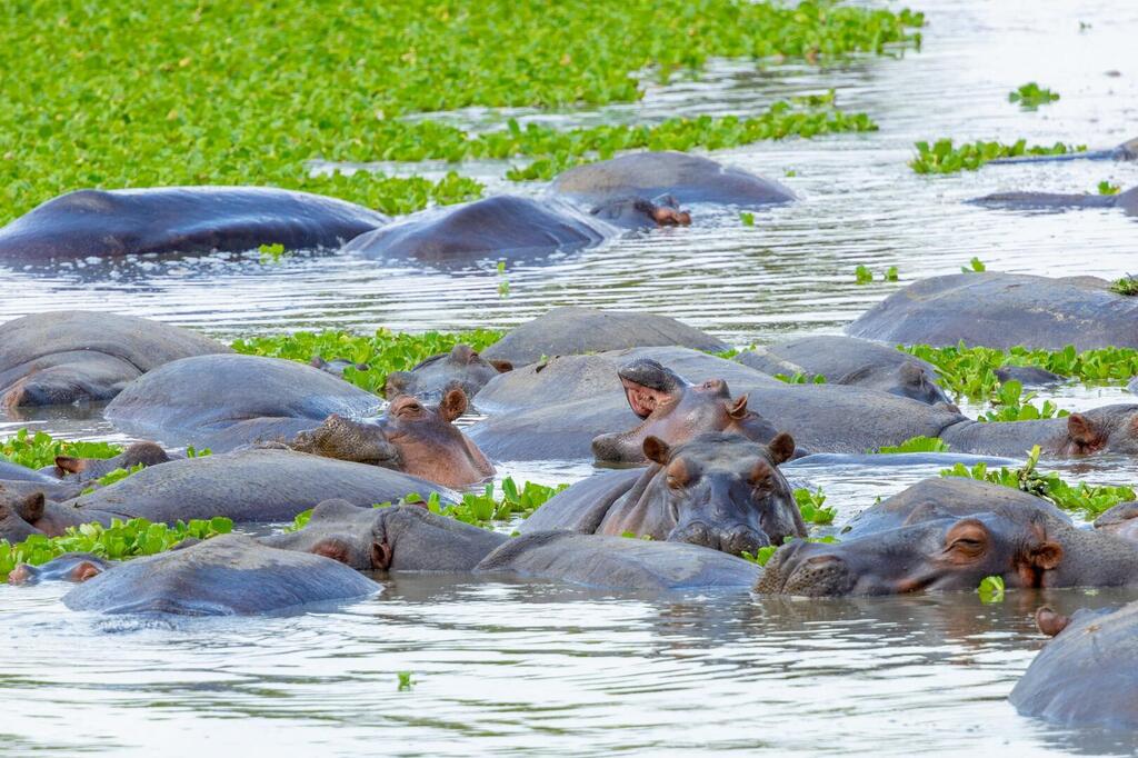 Nilpferde im Grumeti Fluss