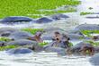 Nilpferde im Grumeti Fluss