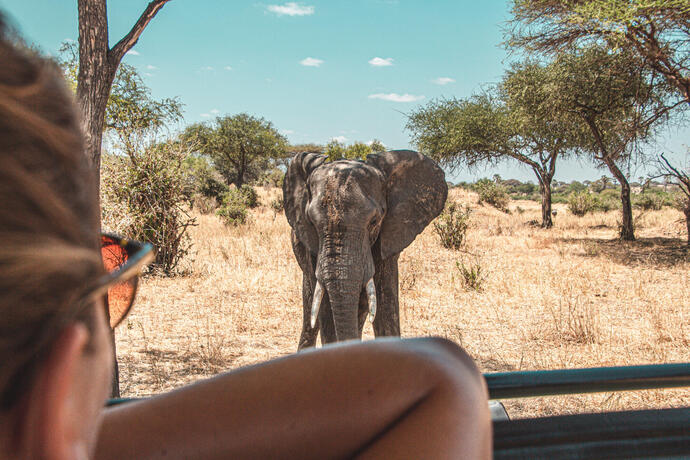 Eine Frau blickt bei einer Studienreise während der Safari aus dem Jeep auf einen Elefanten