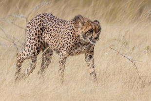 Leopard im Etosha Nationalpark