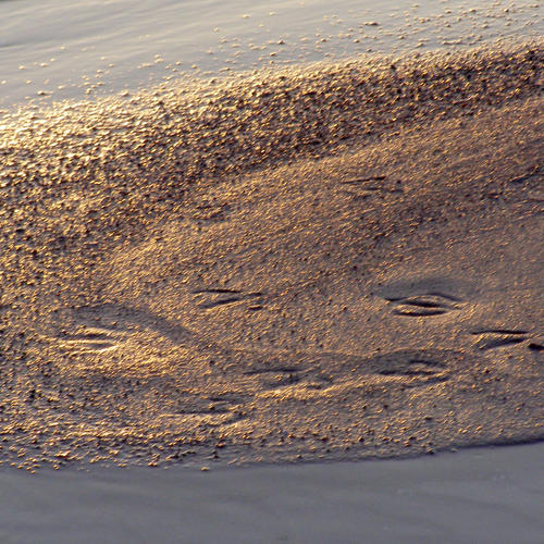 Spurensuche im Sand