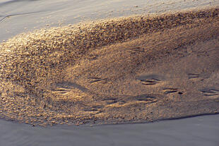Spurensuche im Sand