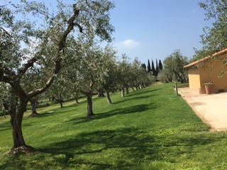 Zu Besuch auf der Olivenplantage von Giancarlo