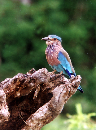 Heimischer Vogel Sri Lankas