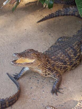 Krokodil in den Wetlands von St. Lucia 