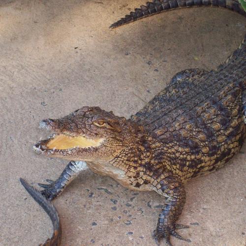 Krokodil in den Wetlands von St. Lucia 